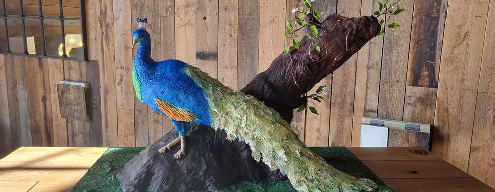Sculpted peacock celebration cake on a rustic wooden table at Cabbage Patch Bakery